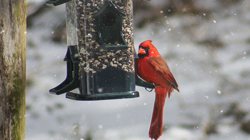 Bright red Cardinal eating out of a bird feeder on a snowy day.